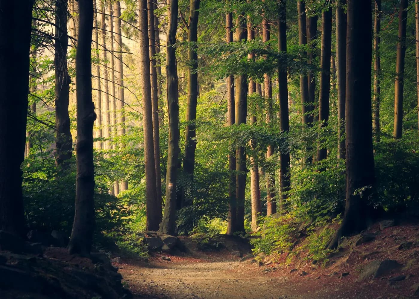 Sunlit pine forest
